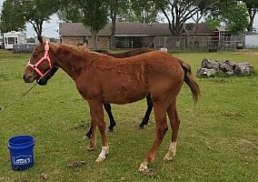 Quarter Horse (Quarter Horse, Mare) in Bellville, TX