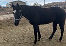 Chako - Mare in Lake Montezuma, AZ Chako - Mare in Lake Montezuma, AZ