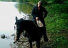 Tennessee Walking Gelding for Sale in Stoneboro, Pennsylvania Tennessee Walking Gelding for Sale in Stoneboro, Pennsylvania