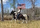 Leon - Gelding in Parkers lake, KY Leon - Gelding in Parkers lake, KY