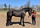 Arvendon - Stallion in barrie, ON Arvendon - Stallion in barrie, ON
