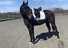 Whiskey - Gelding in Middletown, MD Whiskey - Gelding in Middletown, MD