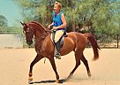 Half Arabian Hunter Pleasure, Dr... TL First Knight