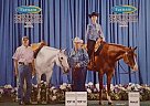AQHA all Around Gelding With Poi... Kid Roc