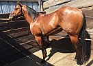 Quarter Horse - Horse for Sale in Tulare, CA 93274 Quarter Horse - Horse for Sale in Tulare, CA 93274