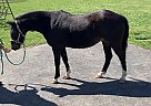 Hackney - Horse for Sale in Volant, PA 16156 Hackney - Horse for Sale in Volant, PA 16156