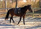 Gorgeous Hanoverian for Sale Hanoverian Gelding