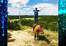 Honey Badger - The Horse you won... Mustang Gelding