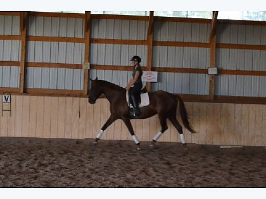 Beautiful Dutch Warmblood Mare for Sale