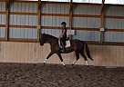 Dutch Warmblood - Horse for Sale in Annandale, MN 55302