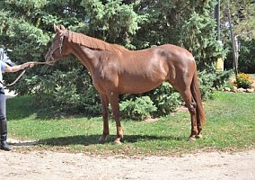 Warmblood (Warmblood, Mare) in Annandale, MN
