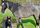 Tennessee Walking - Horse for Sale in ParkHILLS, MO 63601