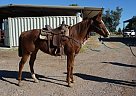 Double Bred First Down Dash Quarter Horse Mare