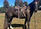 Friesian - Horse for Sale in Pleasant Hill, TN 38578