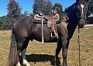 Friesian - Horse for Sale in Pleasant Hill, TN 38578 Friesian - Horse for Sale in Pleasant Hill, TN 38578