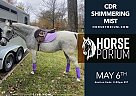 Arabian - Horse for Sale in NA, IN 11111 Arabian - Horse for Sale in NA, IN 11111