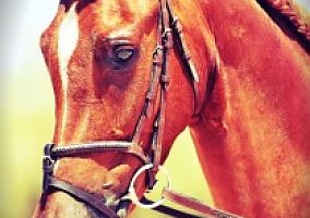 Arabian (Arabian, Gelding) in Cave Creek, AZ
