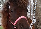 Miniature - Horse for Sale in Toppenish, WA 98948