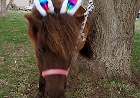 Miniature Horse (Miniature Horse, Gelding) in Toppenish, WA