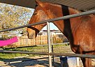 Fire - Mare in pinon-hills, CA Fire - Mare in pinon-hills, CA