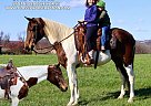 Spotted Saddle - Horse for Sale in LITTLETOWN, PA 17340 Spotted Saddle - Horse for Sale in LITTLETOWN, PA 17340