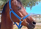 Arabian - Horse for Sale in Pahrump, NV 89060 Arabian - Horse for Sale in Pahrump, NV 89060
