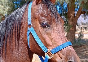 Arabian (Arabian, Stallion) in Pahrump, NV