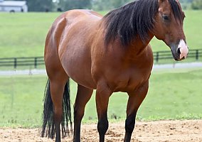 Quarter Horse