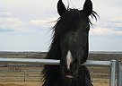 Registered Peruvian Stallion At ... Peruvian Paso Stallion