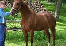 Ms Fancy Pep - Mare in lime-ridge, WI Ms Fancy Pep - Mare in lime-ridge, WI