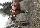 Quarter Horse Gelding for Sale in Lebanon, Oregon Quarter Horse Gelding for Sale in Lebanon, Oregon