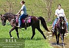 Tennessee Walking - Horse for Sale in Tompkinsville, KY 42167