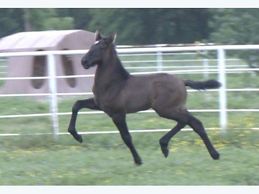 Big Moving Andalusian Gray Colt