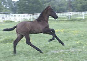 Andalusian / PRE