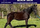 Tennessee Walking - Horse for Sale in Lancaster, KY 40444