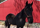 Draft - Horse for Sale in Hammonton, NJ 08037 Draft - Horse for Sale in Hammonton, NJ 08037
