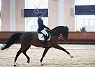 Warmblood - Horse for Sale in Tallinn, 90219 Warmblood - Horse for Sale in Tallinn, 90219