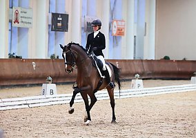 Warmblood (Warmblood, Gelding)