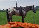 Appaloosa Gelding for Sale in Felton, Pennsylvania Appaloosa Gelding for Sale in Felton, Pennsylvania