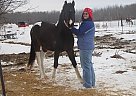 Pinto - Horse for Sale in Lancaster, MN Pinto - Horse for Sale in Lancaster, MN