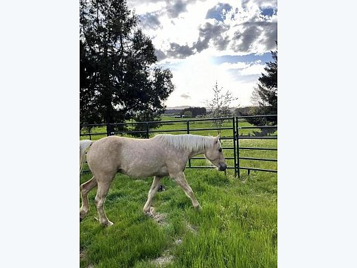 Palomino Gelding