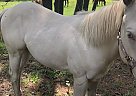 Quarter Horse - Horse for Sale in Groveton, TX 75845
