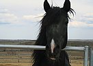 Peruvian Paso - Horse for Sale in Queen Creek, AZ 