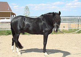Peruvian Horse (Peruvian Horse, Stallion) in Queen Creek, AZ