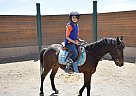 Haflinger - Horse for Sale in Yuba City, CA 95991 Haflinger - Horse for Sale in Yuba City, CA 95991