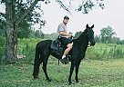 Tennessee Walking - Horse for Sale in Zephyrhills, FL 33762 Tennessee Walking - Horse for Sale in Zephyrhills, FL 33762