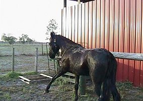Tennessee Walking (Tennessee Walking, Mare) in Zephyrhills, FL