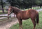 Jo Jo - Mare in Springfield, KY Jo Jo - Mare in Springfield, KY