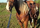 Quarter Horse - Horse for Sale in Jonesboro, TX 76538