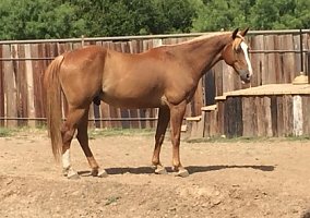 Quarter Horse (Quarter Horse, Gelding) in Jonesboro, TX